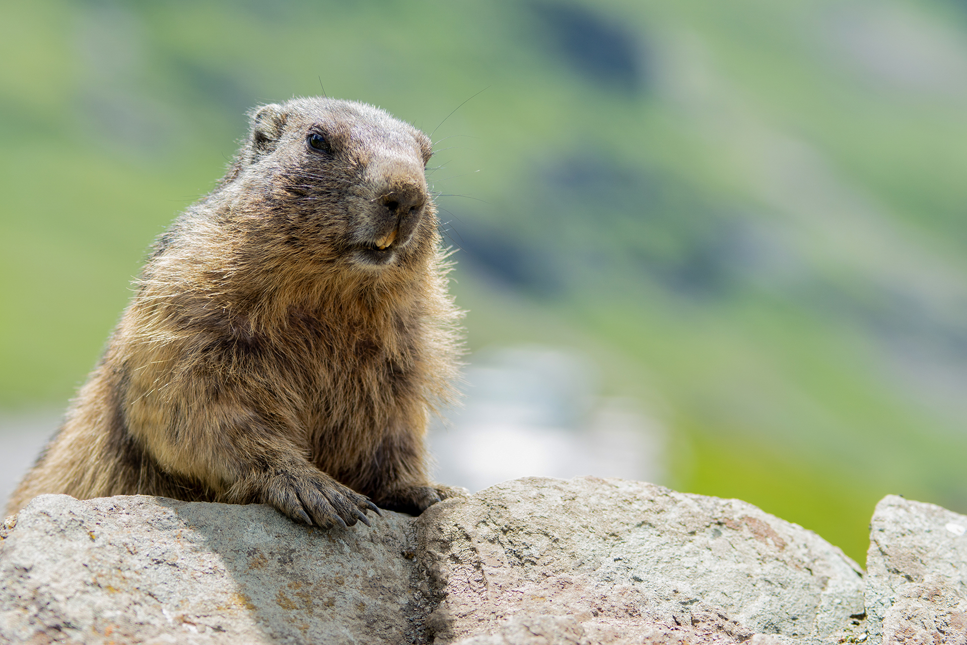 Mankei Wir schauen auf Salzburg